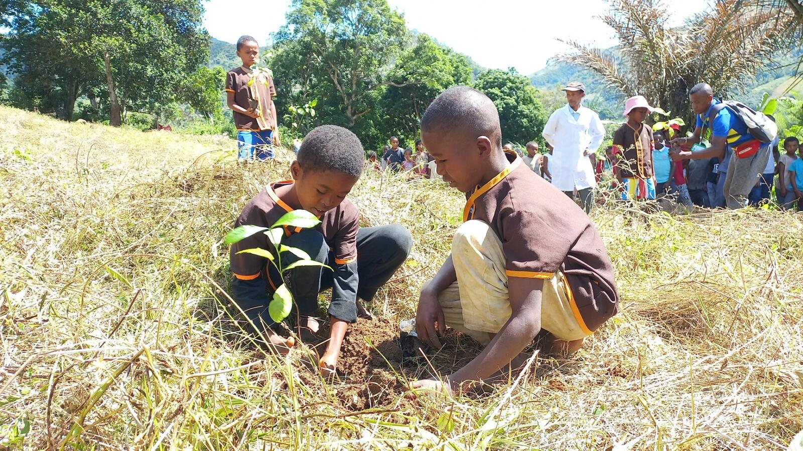 Plantation d'arbres lors d'une campagne de reboisement